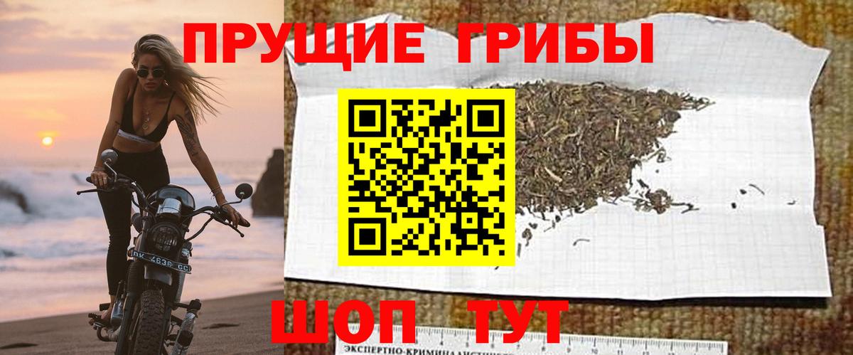 Псилоцибиновые грибы Psilocybe Бердск