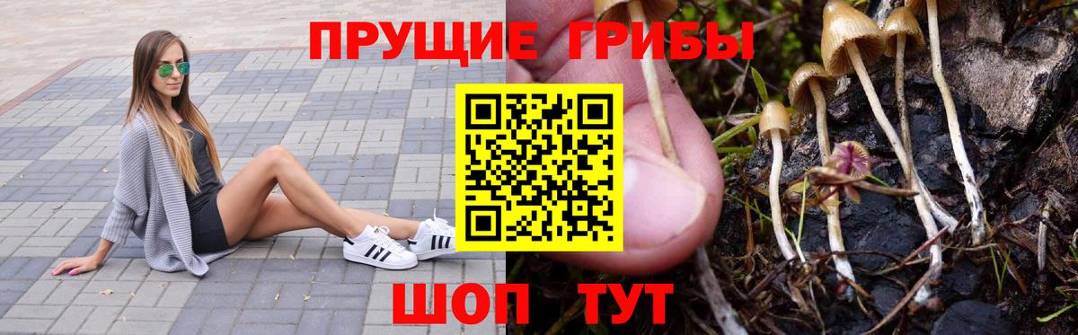 Псилоцибиновые грибы Cubensis  Вход с VPN  Бердск 